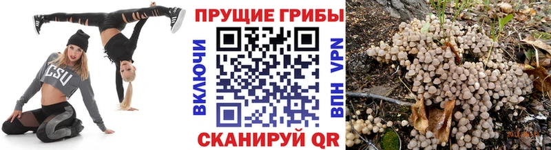 Псилоцибиновые грибы Psilocybe  где продают наркотики  Купино 